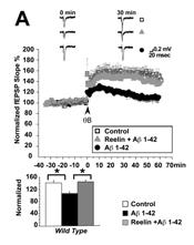 Aβ Decreases NMDA Receptor Surface Expression by Promoting its Endocytosis Snyder et al, Nature Neuroscience, 2005 Signal Amplification