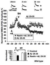 Reelin Prevents Aβ 25-35 Induced Reduction of
