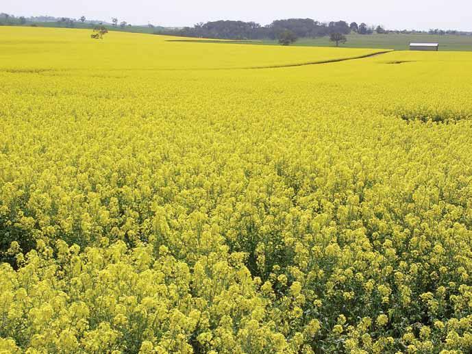 To assist in managing blackleg, growers may sow a number of canola crops together this will help maximise distance between the current year s crop and last year s stubble. Photo: D.