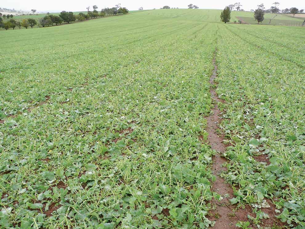 Canola crop showing excellent recovery after grazing. Photo: N. Coutanche, Lachlan Fertilisers n ensure sufficient stock are available to capitalise on the high-value forage.