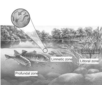 Freshwater Zones, continued Freshwater Biomes Freshwater Wetlands Freshwater wetlandsare