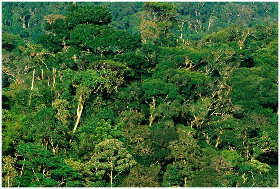 Tropical Rainforests Ancient, weathered, nutrient-poor soil