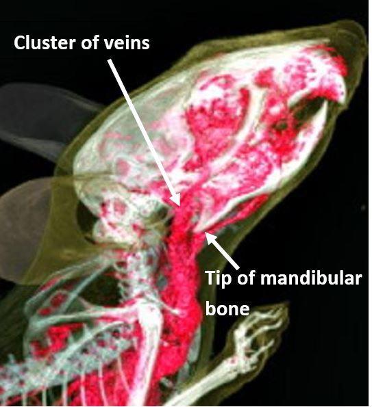 Figure 5 (left): Superficial temporal vein and facial vein in the mouse.