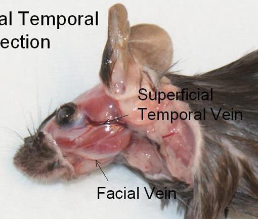 Once the site is located, properly align the tip of the lancet: The facial muscles of a mouse or rat run fairly parallel to the bottom of the jaw line, that