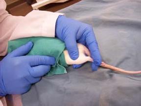 no/films-and-slide-shows/mouse Blood sampling of the rat from the saphenous vein A minimum of two people are required for this type of blood collection in rodents: one for anesthetizing, handling and