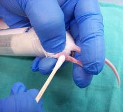 3. To secure the animal and elevate the vein, the skin on the upper thigh is gently but firmly