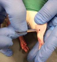 Figures 18-20 (left to right): Puncturing the lateral saphenous vein of the mouse, rat or