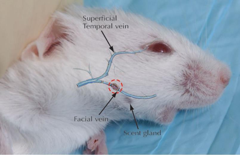 For this technique you will need to purchase lancets to prick the skin on the rodent s cheeks. 2 You can use any lancet, but as guidance, Goldenrod lancets are recommended.