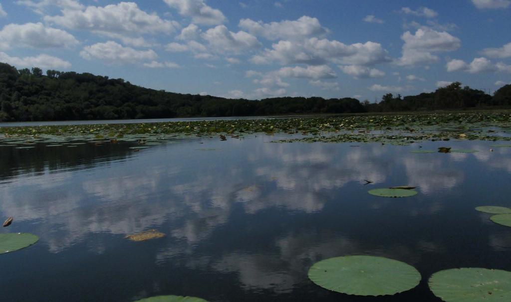 Lake ecology: