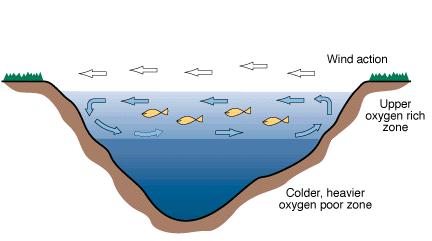 Shallow versus deep lakes Deep lakes thermally stratify- separating into layers