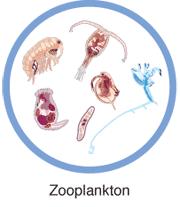 Dynamics of fish population affects water clarity Zooplankton feed on algae, so its good to have