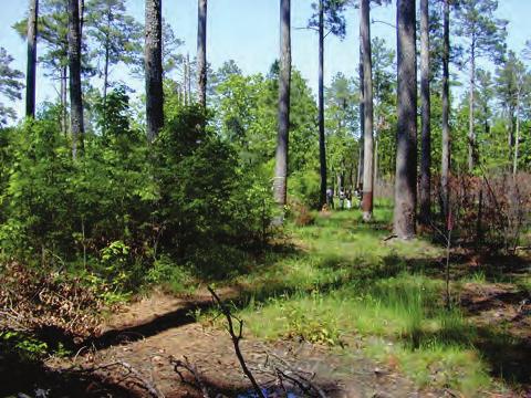 NEED: The loblolly pine flatwoods of south-central Arkansas and the Delta are the second least protected forest type in the United States.