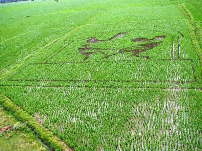 Rice field art in Paddy field of