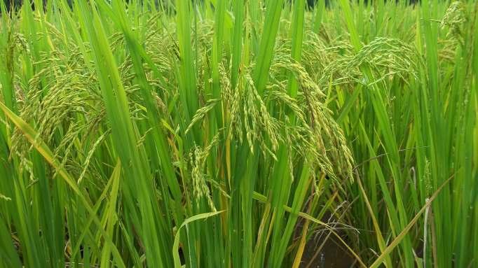 HMT rice variety field maintained in