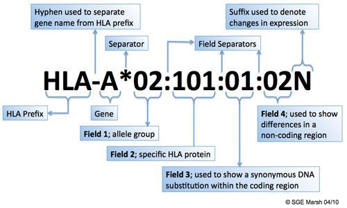 Biological Father HLA-A*24 HLA-A*02 Figure 1.
