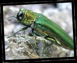 Chapter I Introduction, Background and Goal of Management Plan The Emerald Ash Borer (EAB) is an invasive, non-native wood boring beetle that feeds on the cambium (the inner bark) of ash trees.