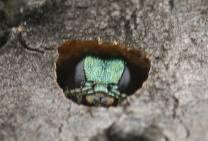 Purpose It is the intent of this action plan to guide the City of Overland Park as it prepares for the pending infestation of Emerald Ash Borer (EAB).
