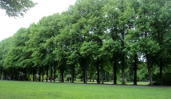 UNIVERSITY OF TORONTO MISSISSAUGA TREE INVENTORY 4/9/2016 Developing a Tree Inventory for the University of Toronto, Mississauga Campus In an effort to measure biodiversity long term, Environment