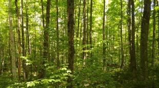 of Vermont Forest carbon 101 Carbon terminology