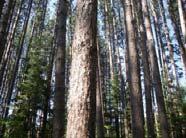 amount for a site Silviculture and forest carbon