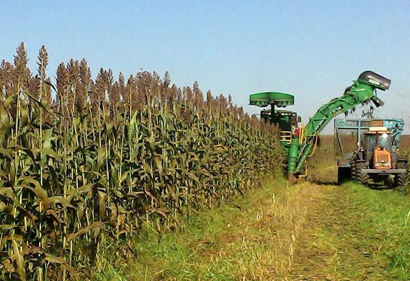 Sweet Sorghum Annual crop Contains, a sugar containing juice, starch containing seed heads and fiber 90-120 day crop cycle, can be grown across target