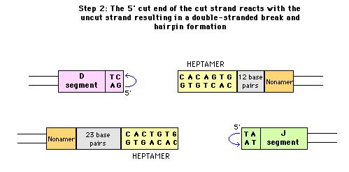 -The RAG/RAG complex recognizes the heptamer/nonamer sequences