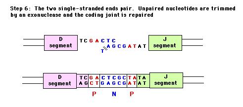 The join is repaired Coding Joint Note: Keep in mind that this random rearrangement can lead to PRODUCTIVE and NON-PRODUCTIVE gene rearrangements Heavy chain: V P N P D P N P J C 3 4 Generation of