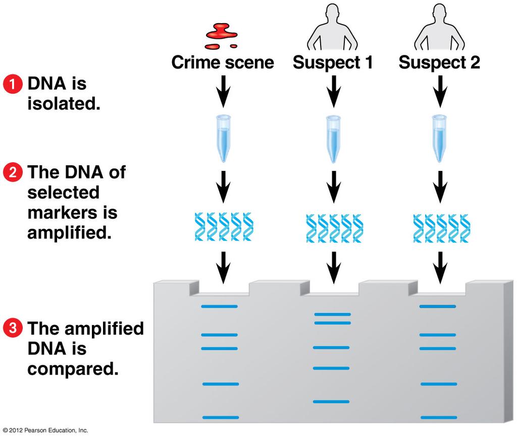 DNA Profiling Analysis of DNA samples to