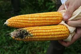 The case of BT corn Enhanced through biotechnology to enable it to