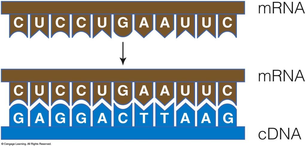cdna Complementary strand of DNA