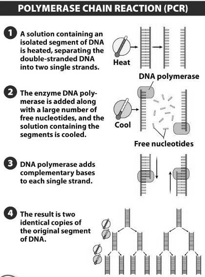 How does genetic engineering work?