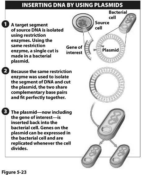 How does genetic engineering work?