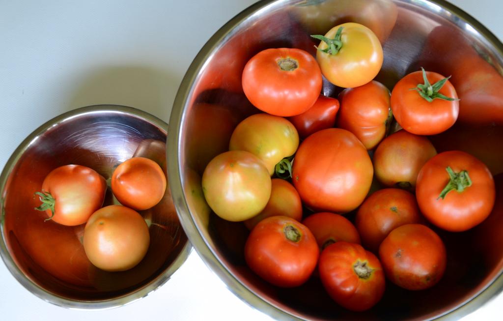 Biochar-treated tomato plants matured three USDA REE Energy Summit weeks earlier than untreated plants