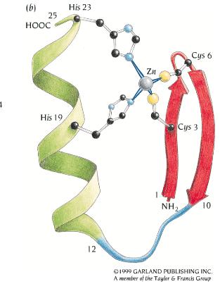 Zn Finger Motif 2 strands + 1 helix coordinated by Zinc ion 2 Cys + 2 His coordinate metal Highly conserved sequence esp.