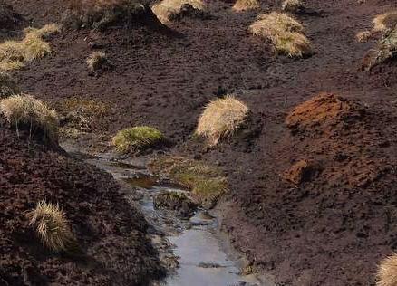 high amount of, so destroying peat bogs for