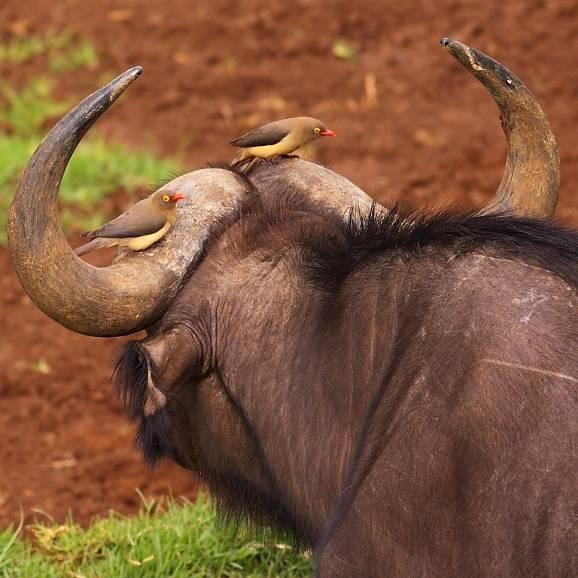 A simple example of interdependence Consider oxpeckers and buffalo: This is an example of interdependence the idea that different