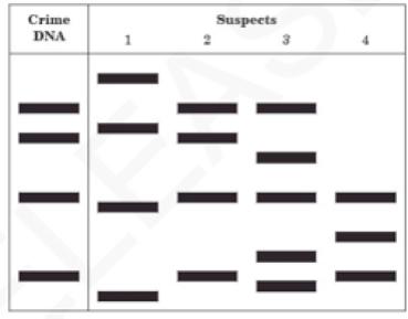 Biotechnology Review the following terms by matching them with the correct description Gel electrophoresis DNA fingerprint PCR Restriction enzyme A.