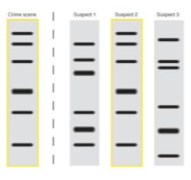 Protein used to cut DNA at specific sites; many applications, including gel electrophoresis C.