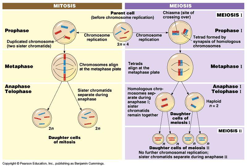 Meiosis & Karyotypes 1. Use this chart above to compare and contrast mitosis and meiosis.