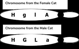 Matching. 1. autosomes 2. chromosome 3. gene 4. pedigrees 5. sex chromosomes 6. karyotype 7. trisomy 8. monosomy 9. deletion 10. duplication 11. substitution 12. insertion Mendelian Genetics A.