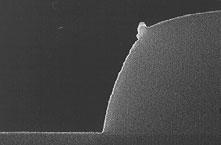 nm 1:1 Lines/Spaces 10 µm Pad