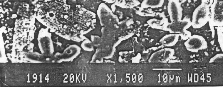 micrograph of as-cast Mg 51 Zn