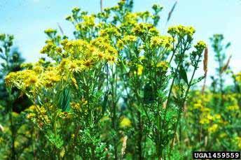 Biological Control of Tansy