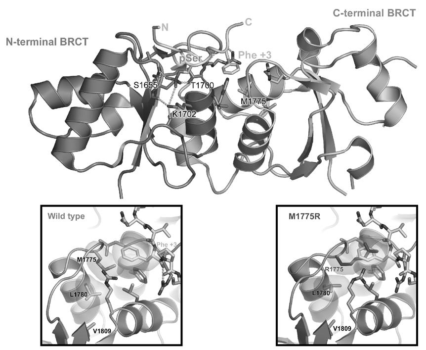We determined the X-ray crystal structure of the two BRCT repeats of BRCA1 ((6), Figure 1). The structure revealed that the two repeats adopt similar folds, and pack together in a head-to-tail manner.