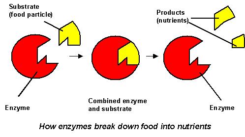 Enzymes A protein functioning as a