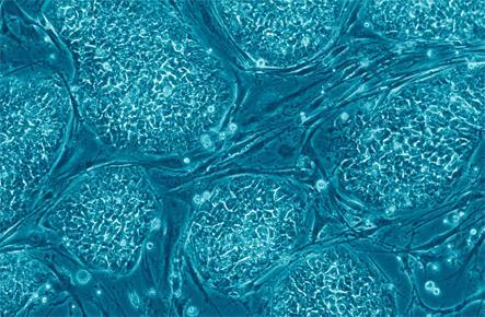 Researchers seeded the scaffold with 500,000 embryonic stem cells, and after 21 days the scaffold was