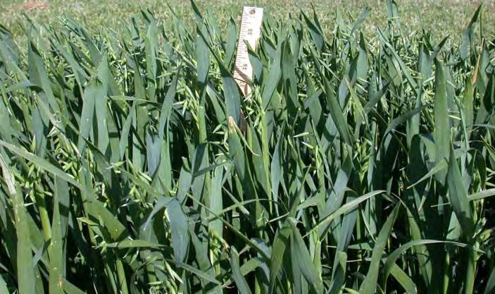 Annual Forages Cool Season Annuals Spring seeded: Oats Spring triticale