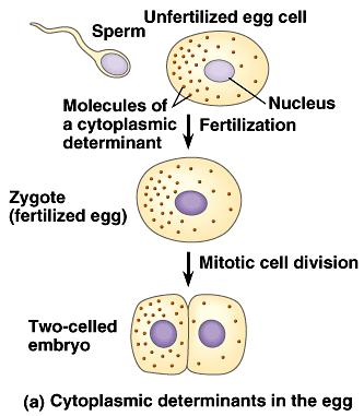 Maternal mrna and proteins are not uniformly distributed in the cytoplasm of unfertilized eggs Daughter cells of first mitotic