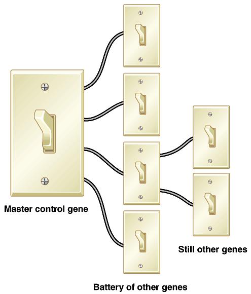 Homeotic Genes Highly conserved in evolution,
