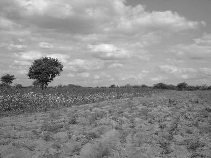 394 Jorge F. Balat and Guido G. Porto Fig. 9.3 Cotton farm in eastern Zambia So far, we have assumed that farmers give up one hectare of own consumption to produce an additional hectare of cotton.
